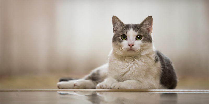 Happy-cat-lounging-on-ground