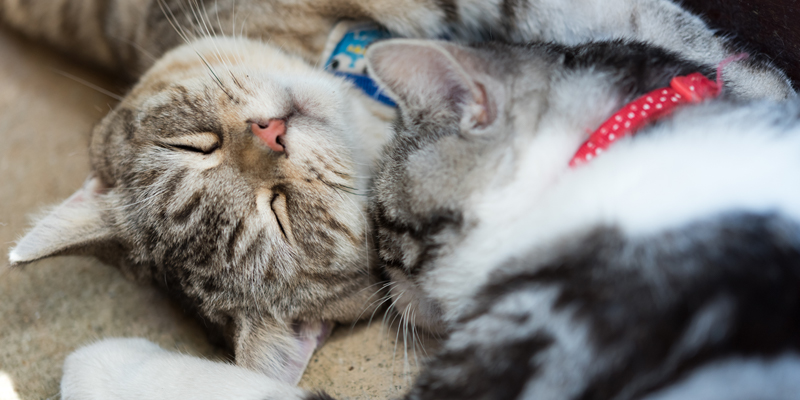 Multiple-cats-cuddling-to-promote-cat-welfare