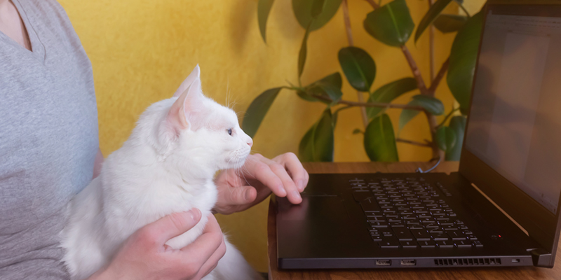 Cat-looking-at-laptop-on-lap-of-boarding-cattery-owner