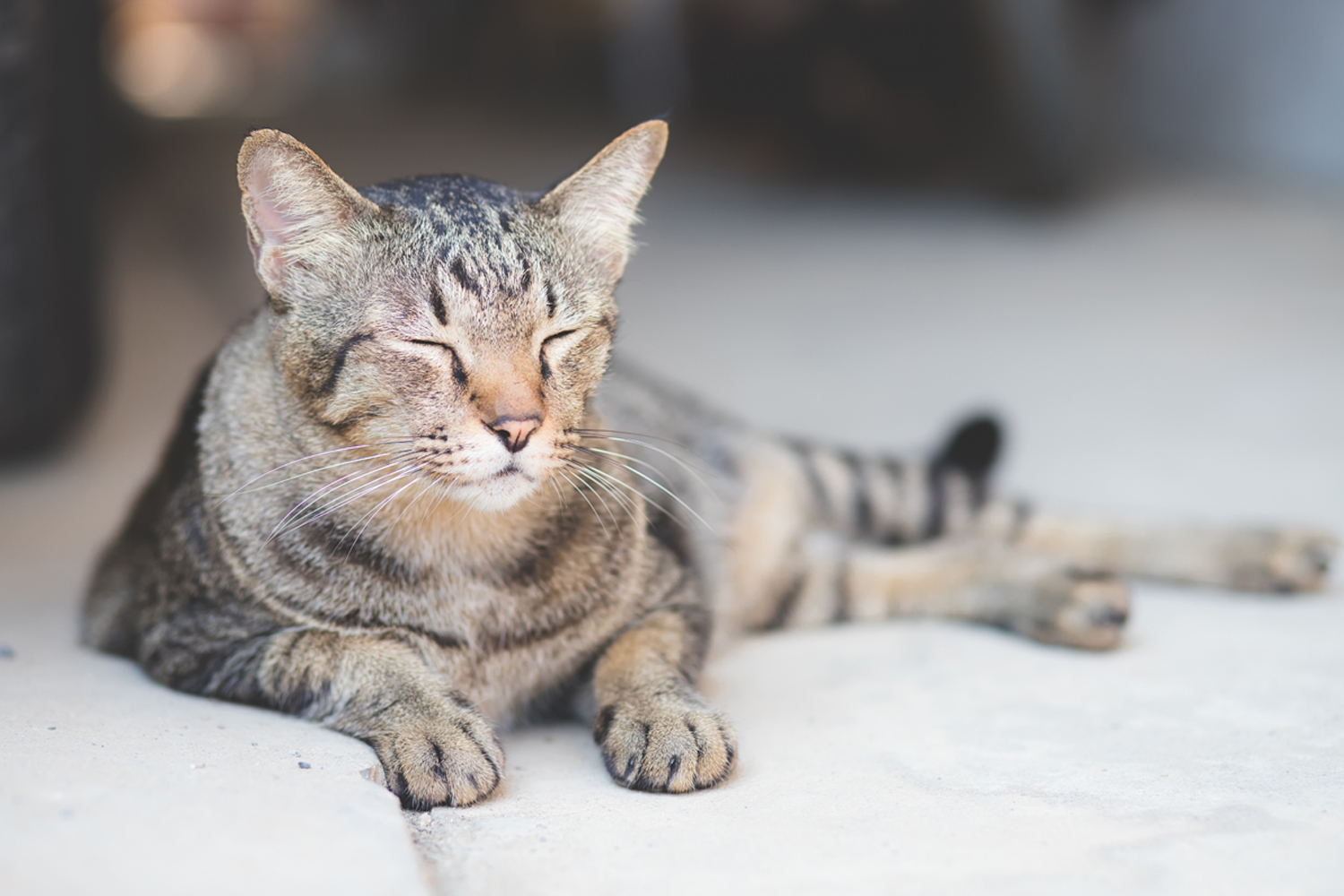 Thank You For Your Support To Our Boarding Cattery Through Lockdown!