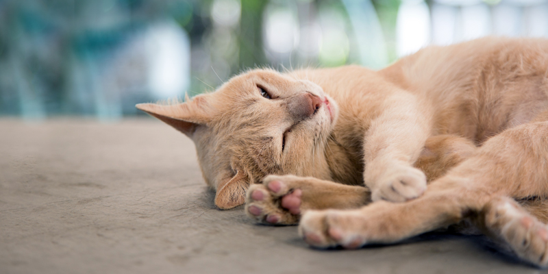 Sleep-cat-lying-on-ground-of-outdoor-cattery