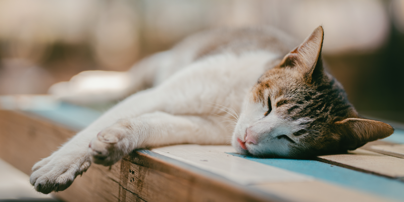 Cat-peacefully-sleeping-as-an-example-of-how-to-tell-if-a-cat-is-happy-through-body-language