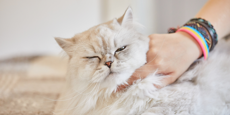 Cat-with-eyes-closed-happily-getting-a-scratch-from-person
