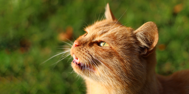 Cat-with-mouth-open-meowing