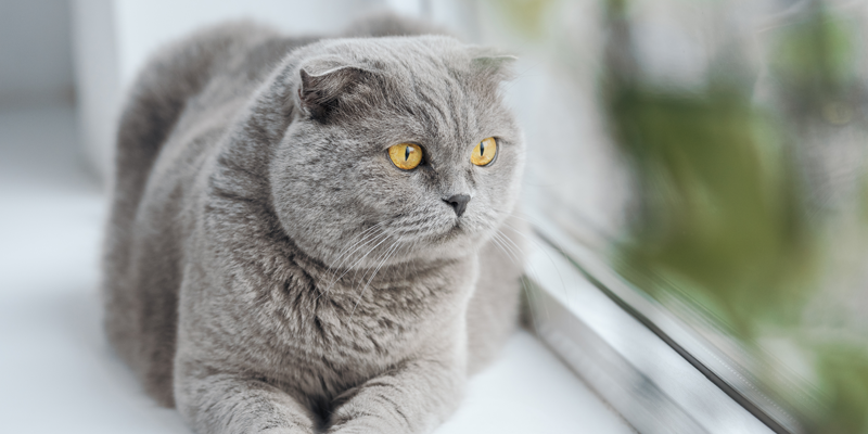 grey-cat-looking-out-window-to-indicate-cat-separation-anxiety