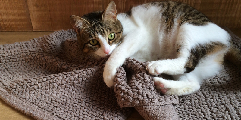 cat-chewing-rug-as-a-sign-of-cat-anxiety