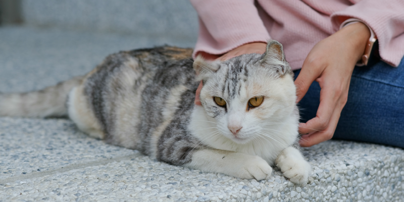 Cat-being-stroked-by-person-to-reduce-separation-anxiety