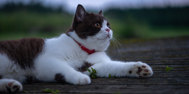 cat-lying-outside-at-dusk-next-to-grass
