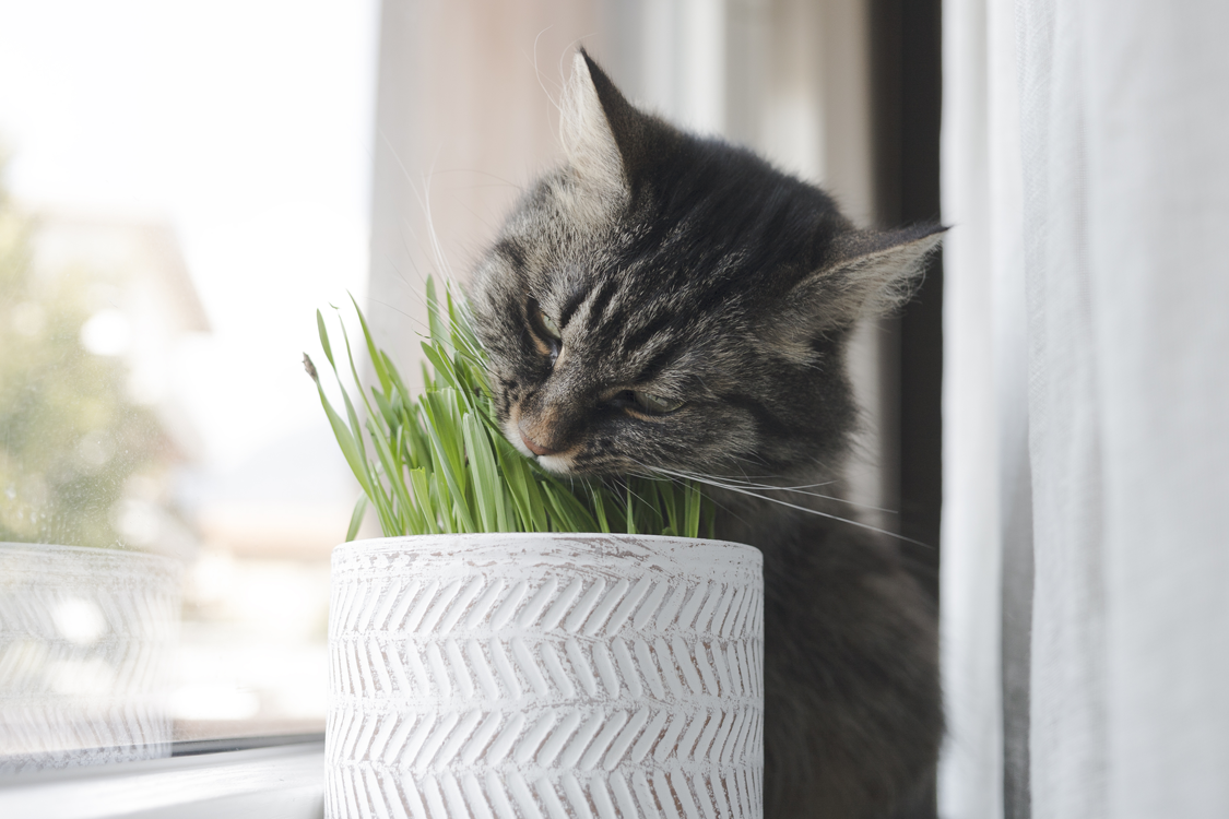Why Is My Cat Eating Grass? And Other Mysterious Cat Behaviours