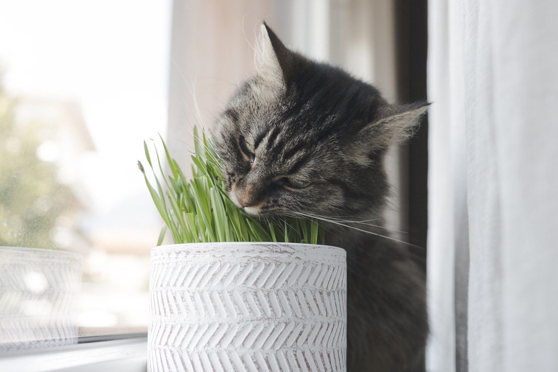 why-is-my-cat-eating-grass-and-other-odd-behaviours-arlington-cattery