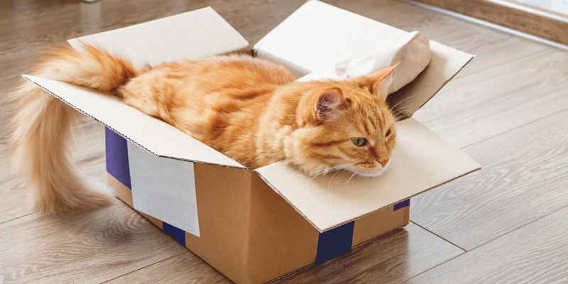 ginger-cat-lying-in-box