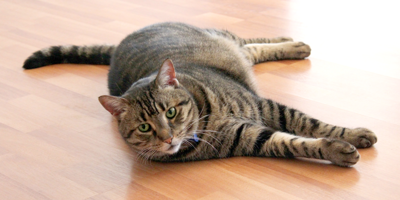 tabby-cat-lying-on-floor-thumping-its-tail