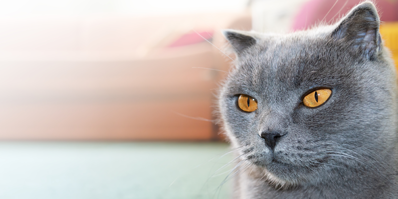 cat-sitting-when-owner-is-wondering-why-is-my-cat-eating-grass